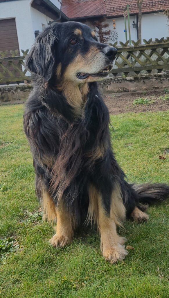 Happy Wuffiday Amy